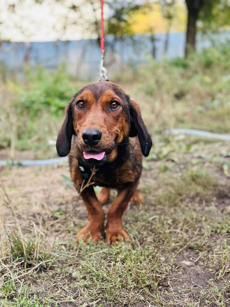Geretteter Hund